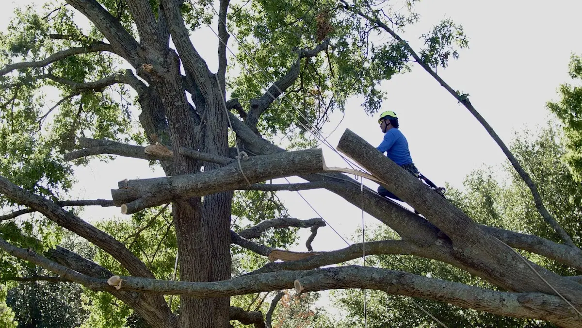 Professional Crown Thinning performed by certified arborists in Mountain Home