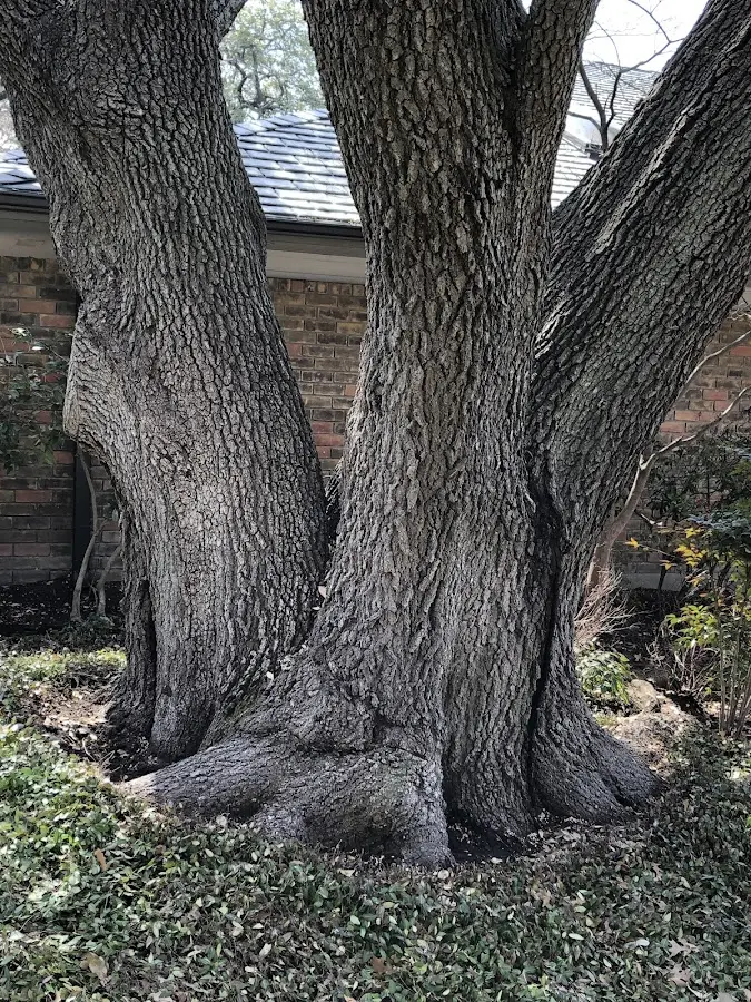Mature heritage tree close to a Mountain Home property cared for by certified arborists